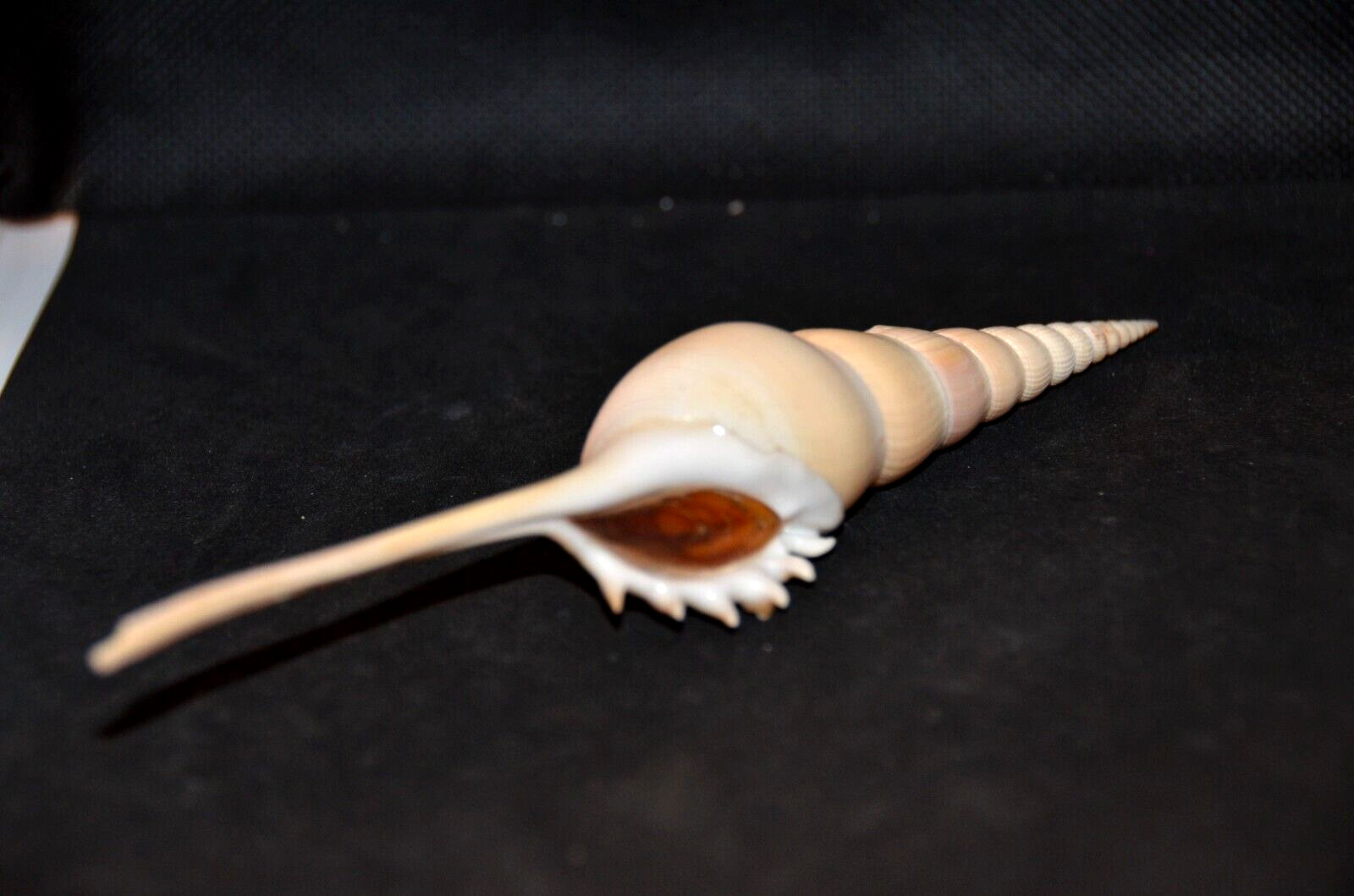 Long Tibia Fusus with operculum – 190 mm- 7 1/2″ – Diver- Patikul, Philippines