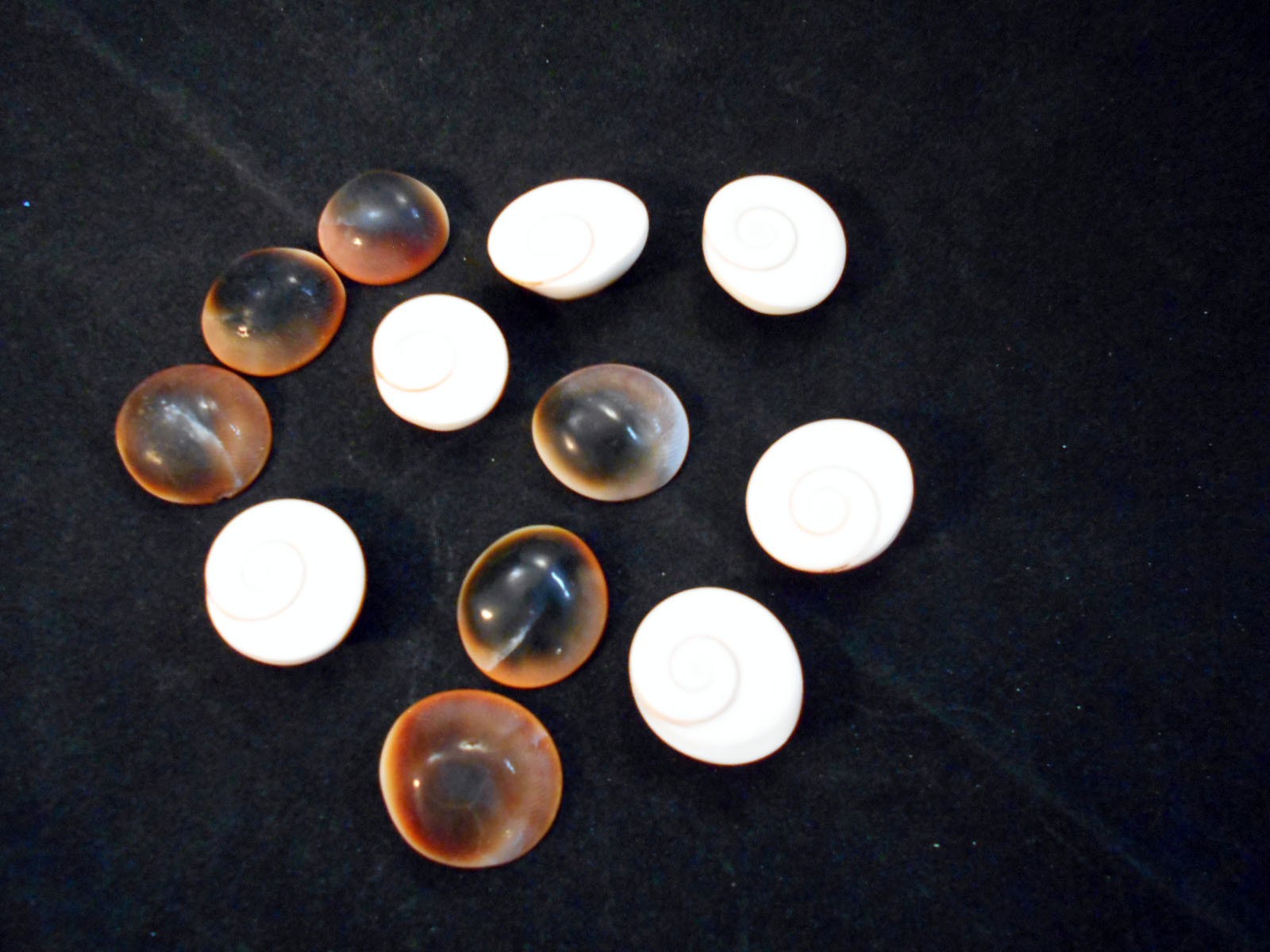 12 Red Cat Eye Shells (Shiva Shells) Beach Crafts Nautical Coastal Decor