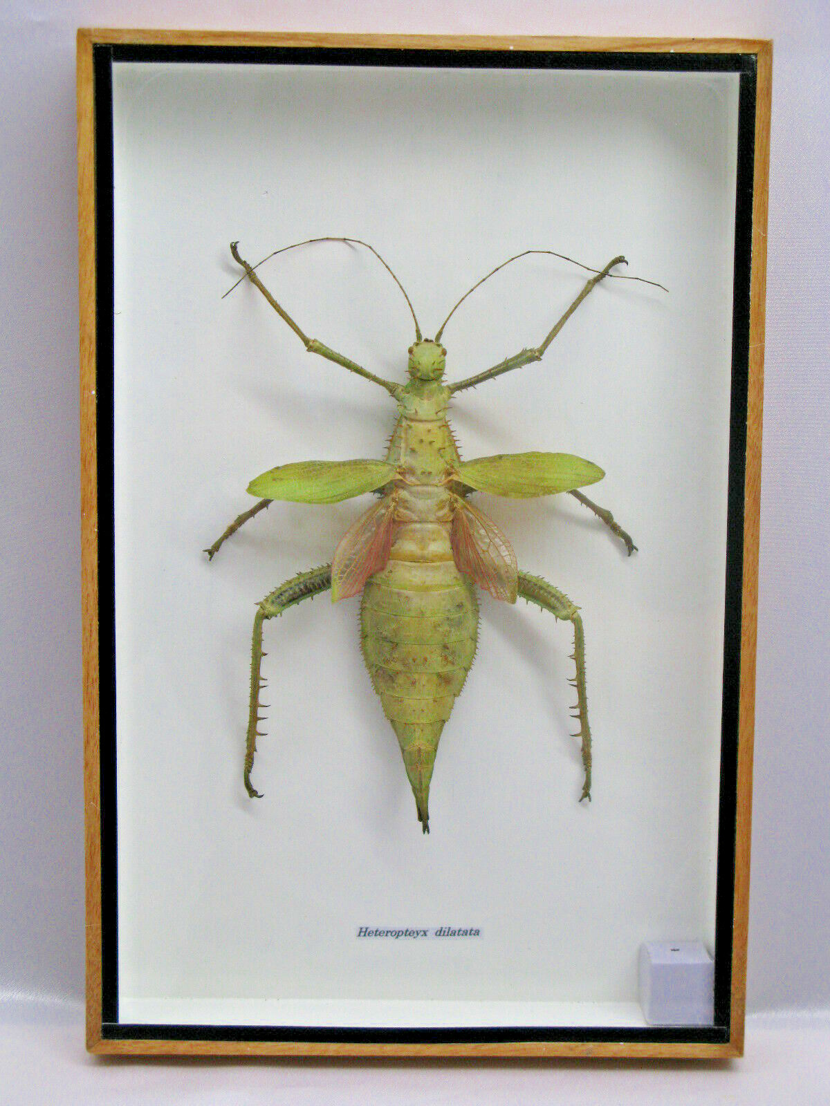 Heteropteyx Dilatata – Real Exotic Insect – 20x30cm – Wooden Display Case