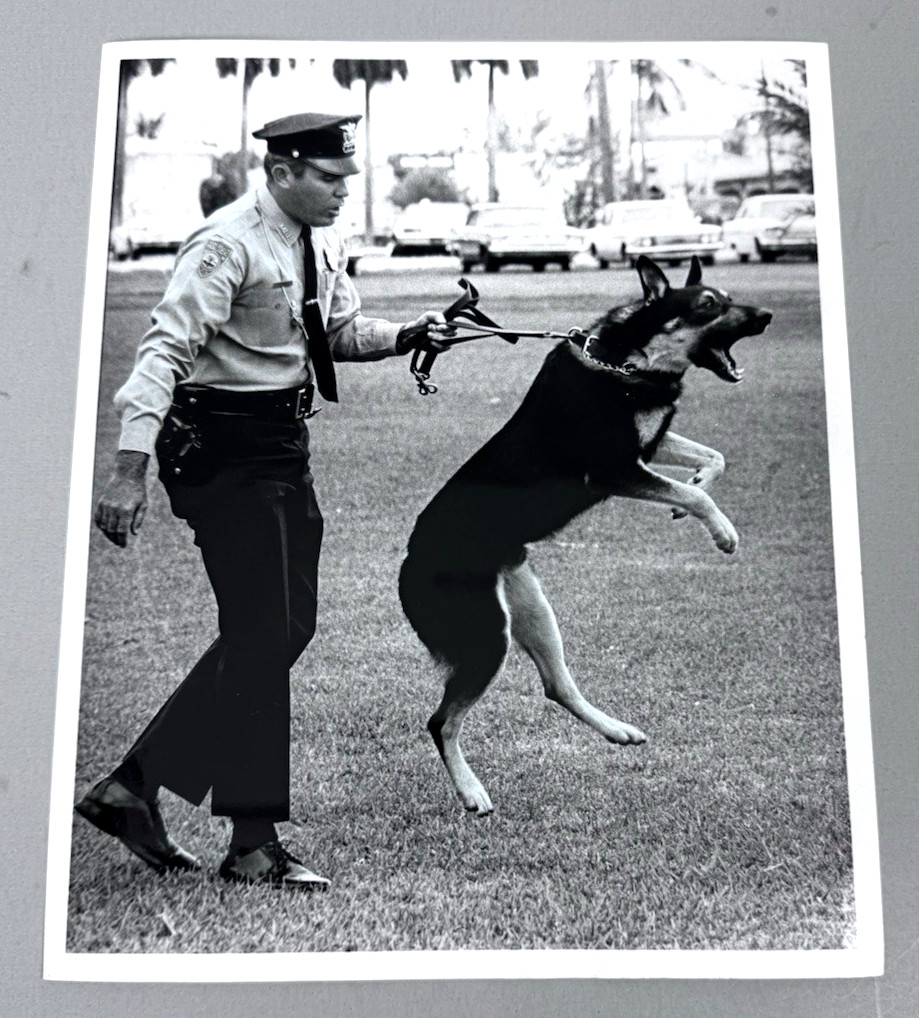 Miami Beach Police Officer K9 Attack Guard Dog 1969 Original Press Photo Type 1