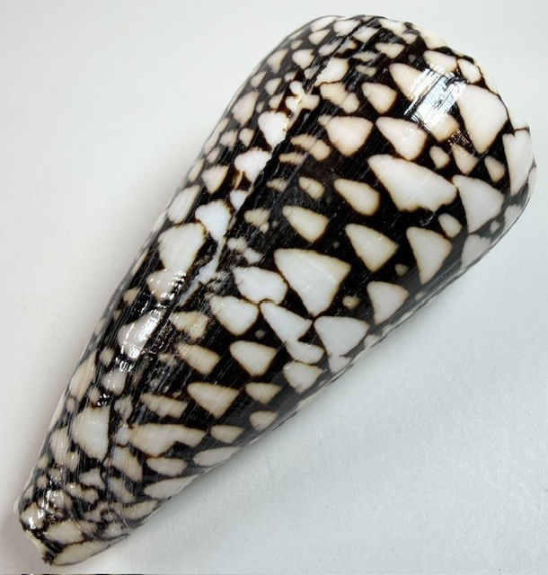 Conus Marmoreus Large Marble Cone Shell 99.3mm Indo Pacfic Specimen