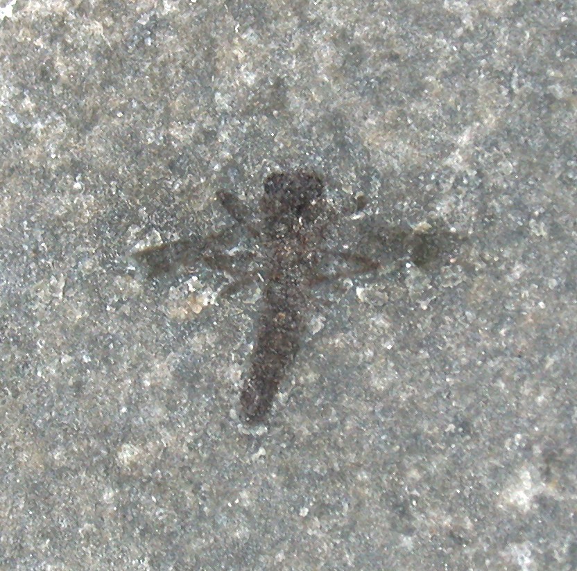 Miocene Unknown Insect from Randecker Maar Insect 6035