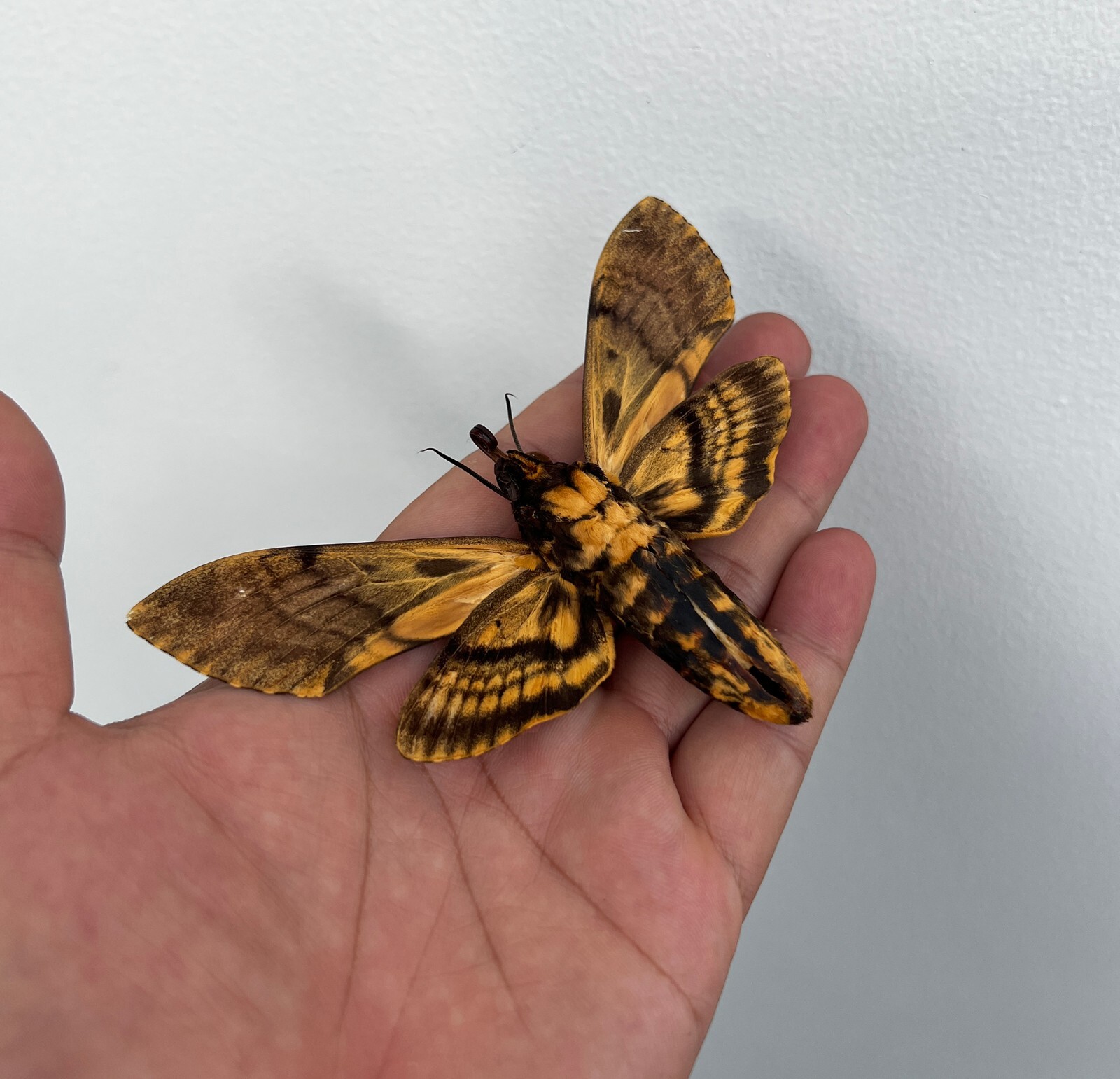 1 Real Death Head Moth Spread Mounted Skull Moth Taxadermy Oddity Collection