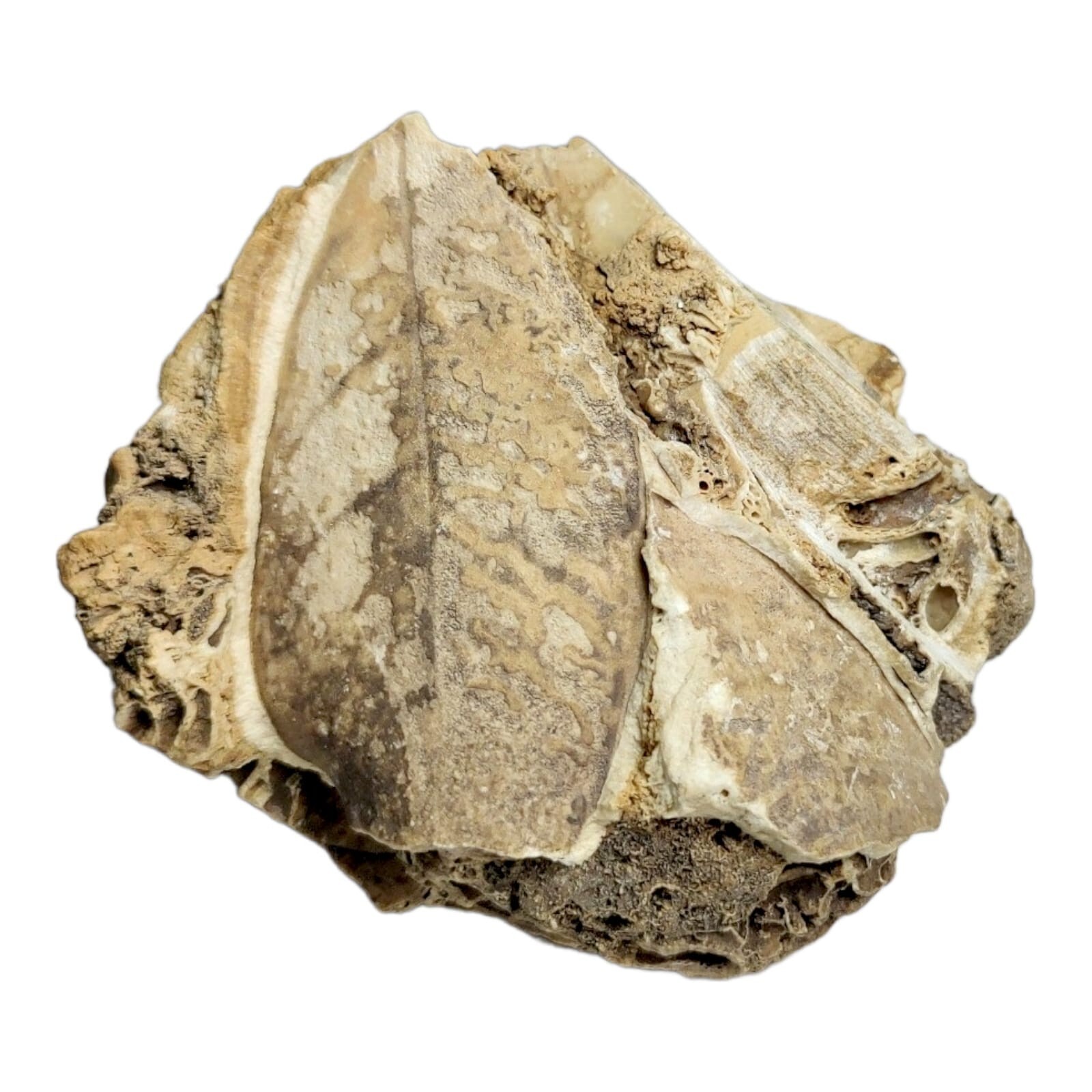 0.8 lb Fossilized Leaf Specimen – 370g, Exceptional Quality Fossil Plant 🌿