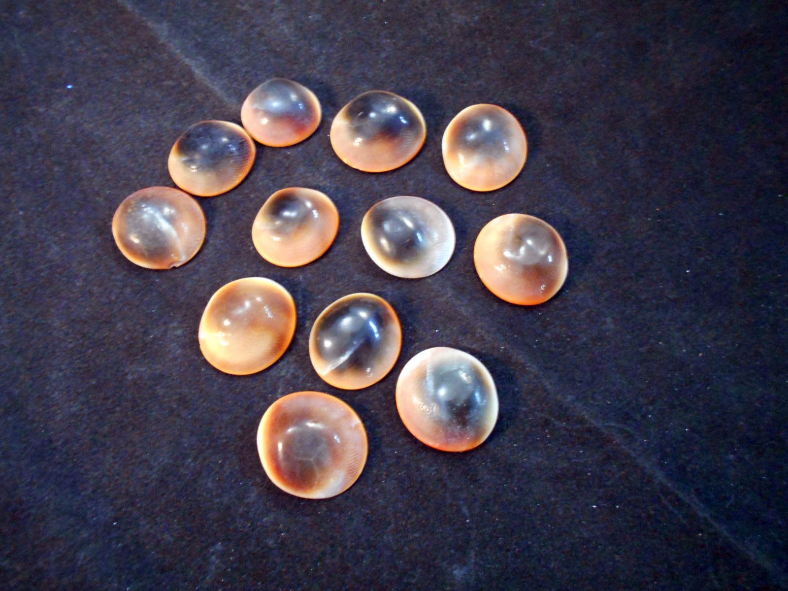 12 Red Cat Eye Shells (Shiva Shells) Beach Crafts Nautical Coastal Decor
