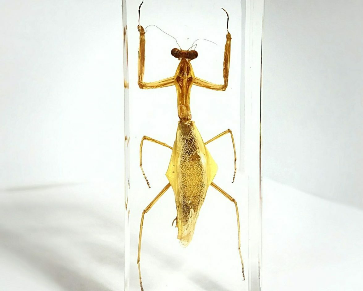 Real Praying Mantis in Resin, Insects in Lucite, Oddities, Hierodula Patellifera