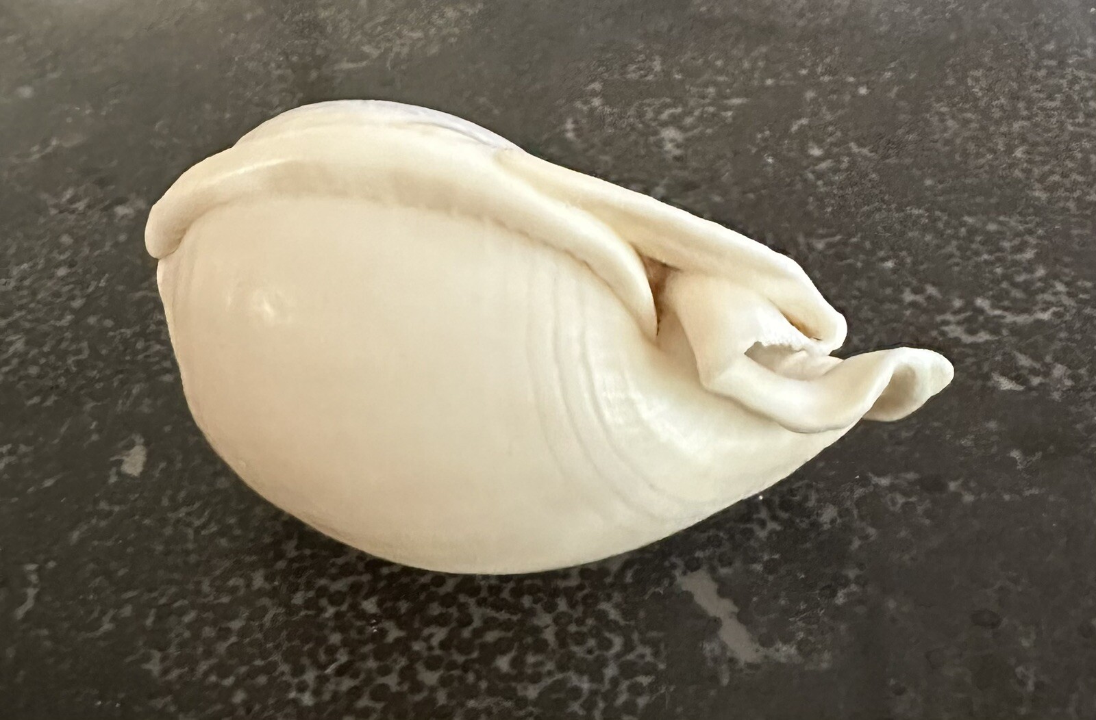Vintage Shell No Pattern 70mm Natural Beige Sea Ocean Small
