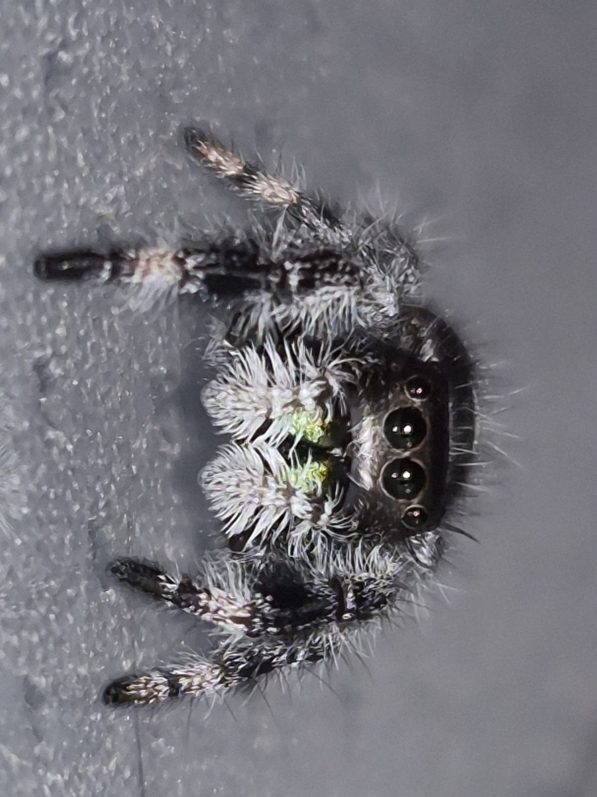 Bryantae-BOLD JUMPING SPIDER