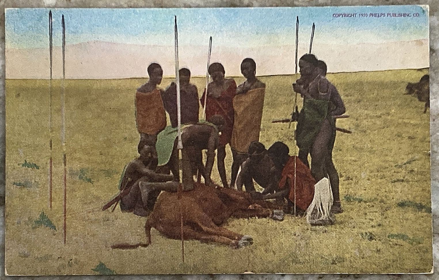 Maasai Killing Cattle Africa 1910 Phelps Publishing Divided Back Postcard C319