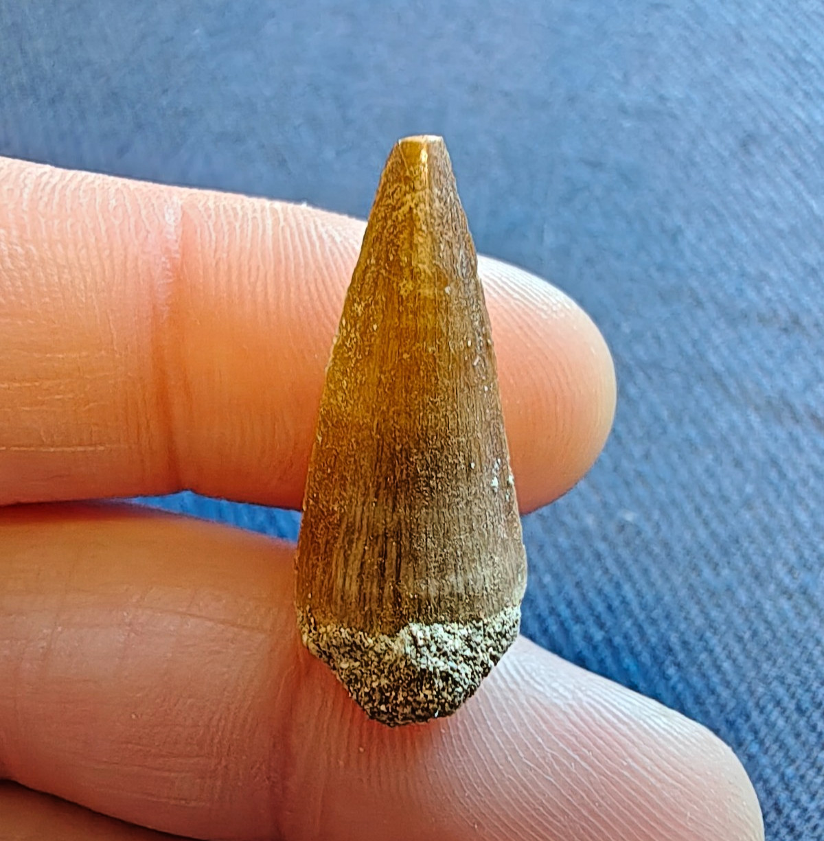 Fossil Mosasaurus Tooth – Extinct Marine Reptile Tooth – Moroccan Fossil – #010