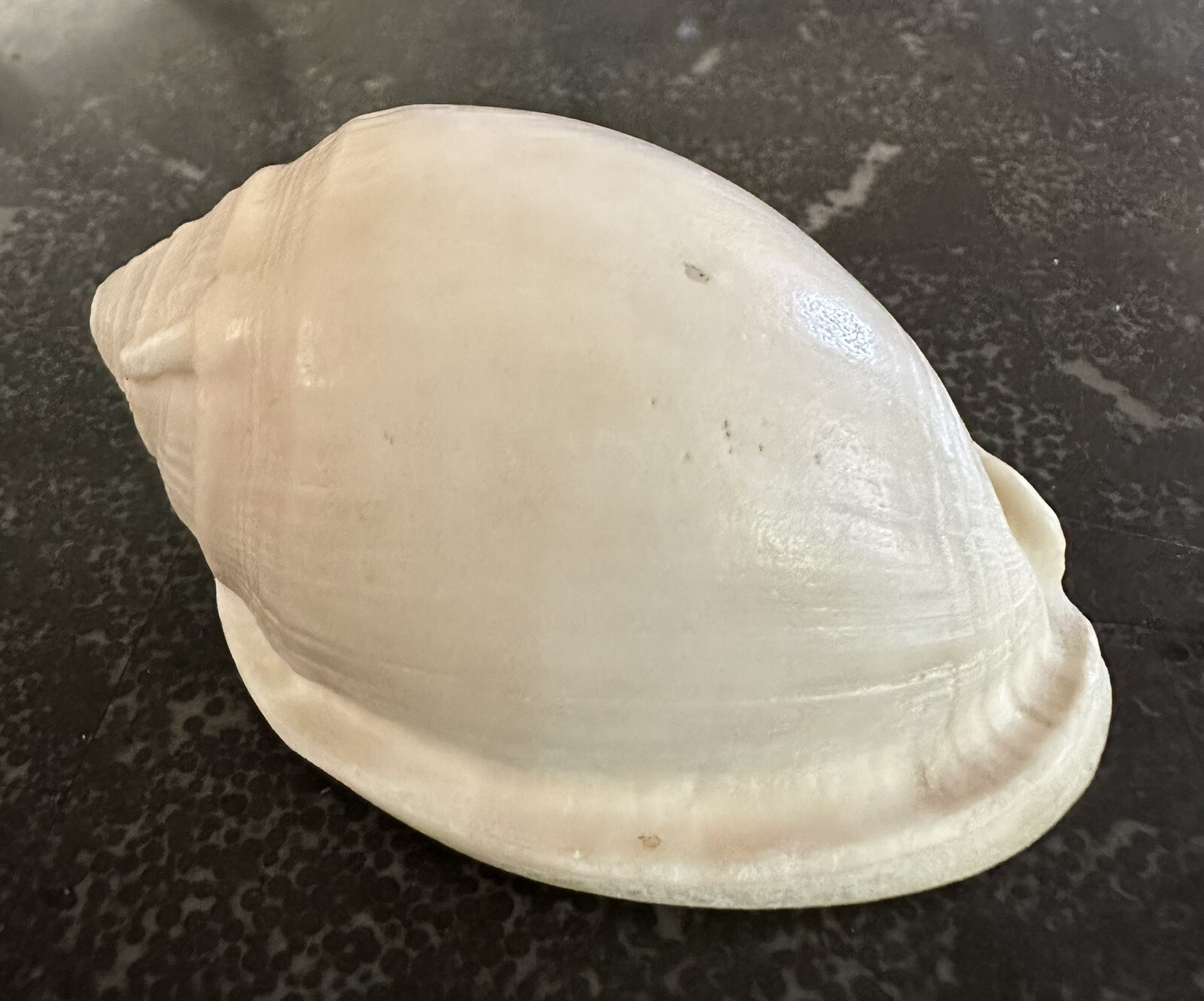 Vintage Shell No Pattern 70mm Natural Beige Sea Ocean Small