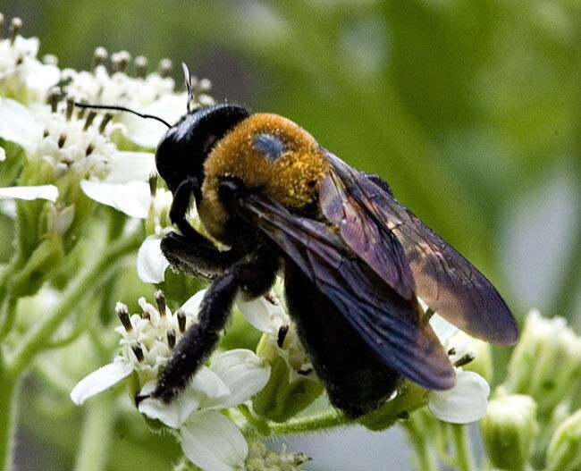 3 Real Bumble bees DRYED SPECIMEN INSECT TAXIDERMY WE GOT THE BUG’S