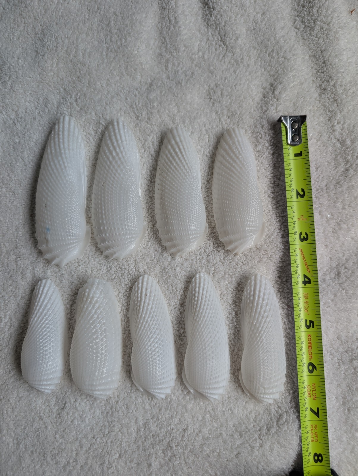9 Angel Wing shells found in Southwest Florida