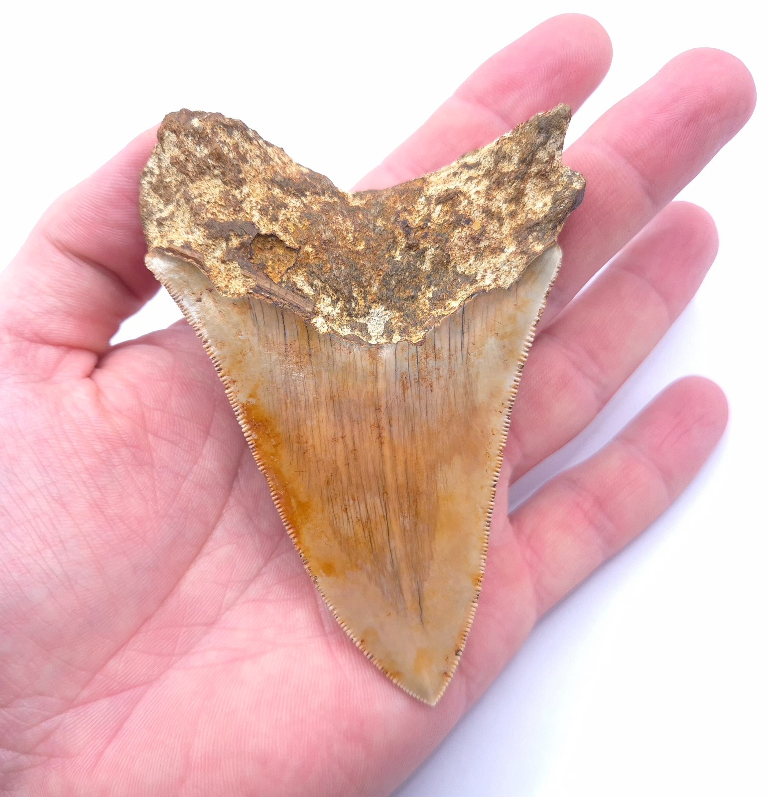 Sharp serrated on edge. Beautiful Megalodon Shark Tooth Indonesia Fossil Shark