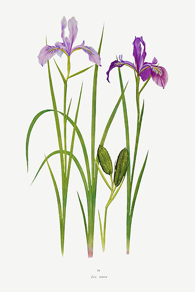Iris Tenax – 1900’s – William Dykes – Botanical Illustration Magnet
