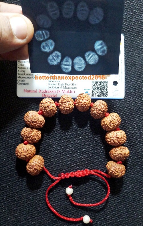 8 Mukhi Rudraksha / Eight Face Rudraksh Bracelet -Java Bead-15 MM- Lab Certified