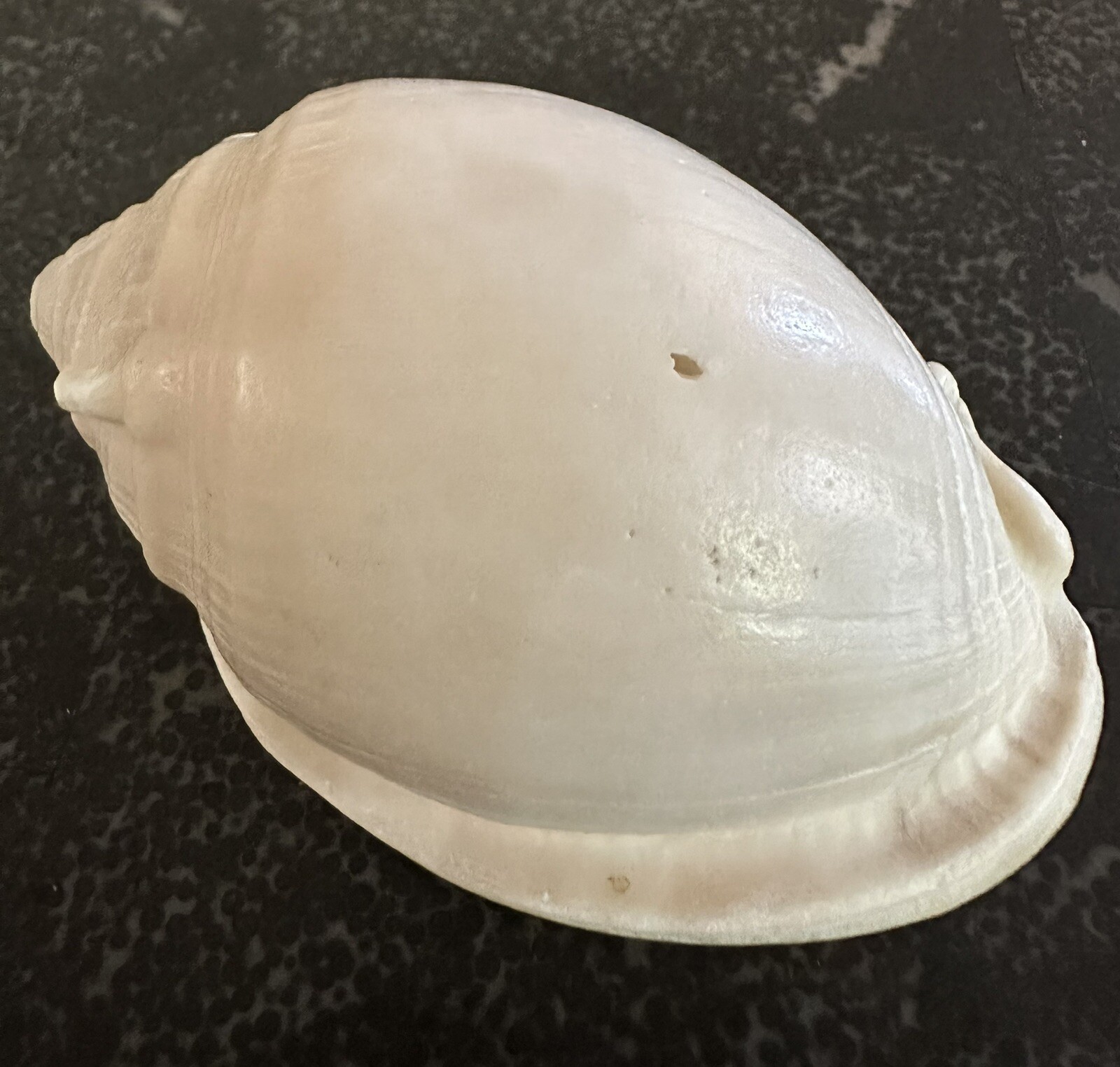 Vintage Shell No Pattern 70mm Natural Beige Sea Ocean Small