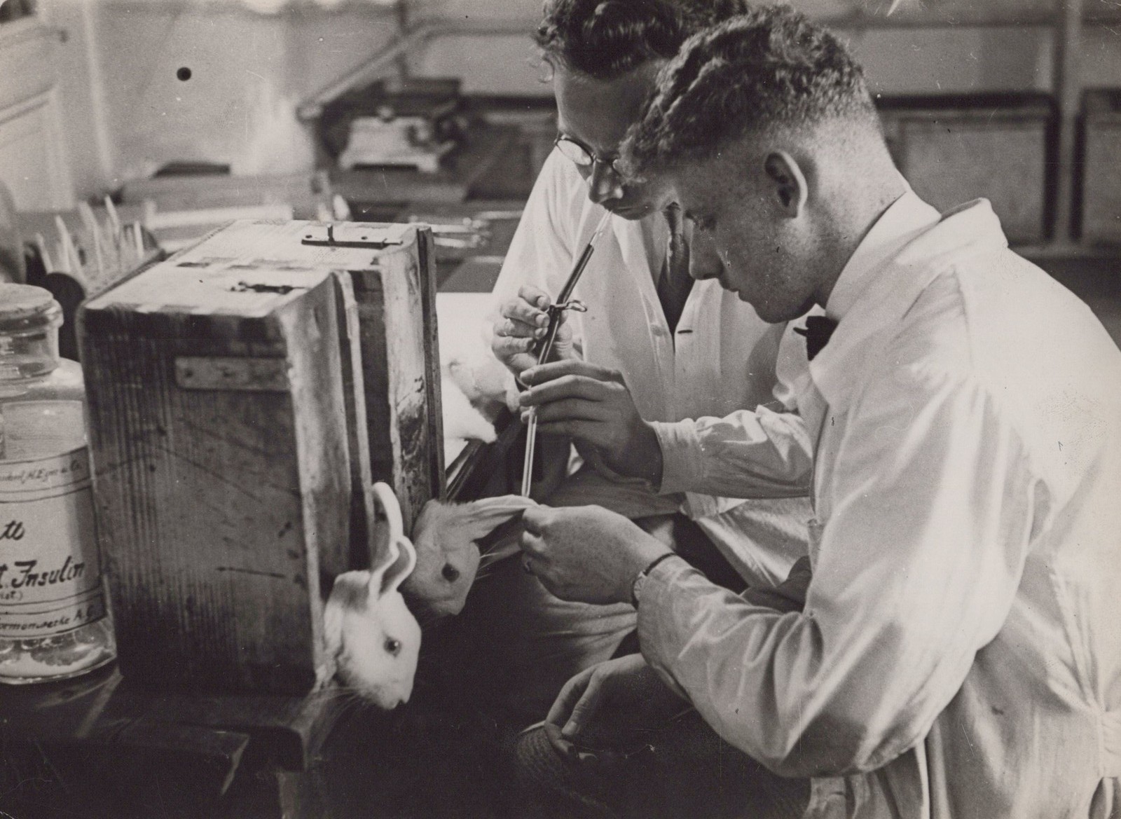 Postwar Berlin lab rabbits insulin experiment 1930 – Original Press Photo