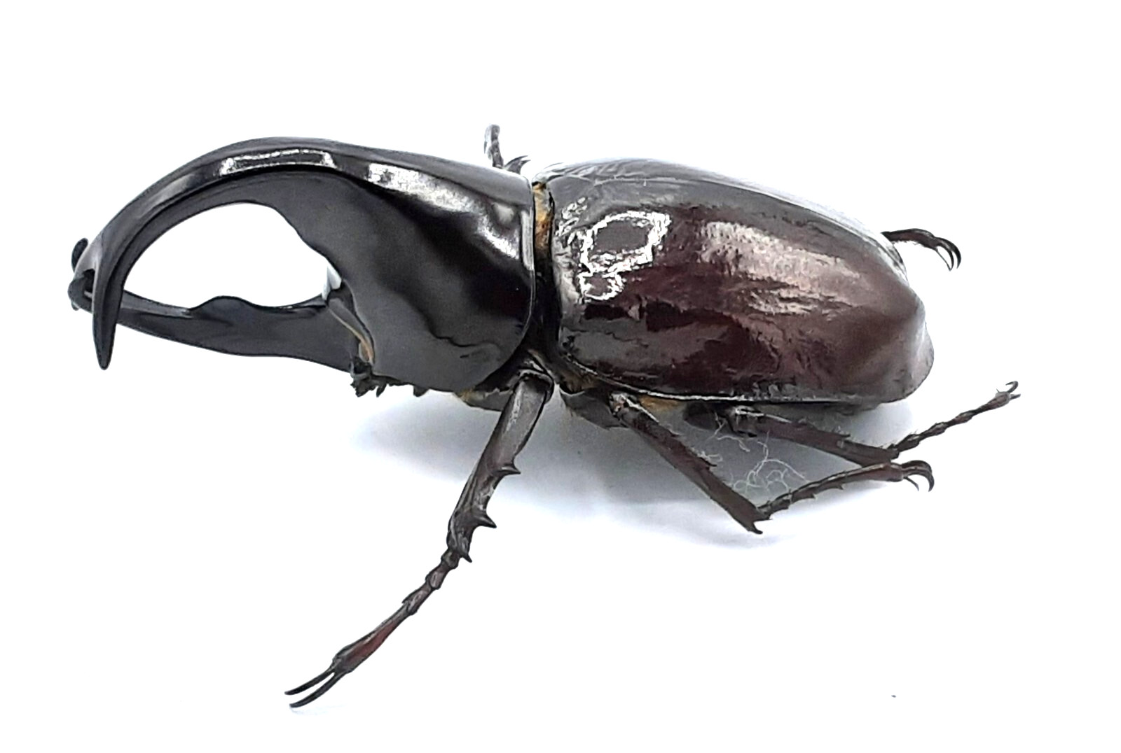 Dynastinae, Xylotrupes sumatrensis, male, special horn, A1, 66mm, Sumatra