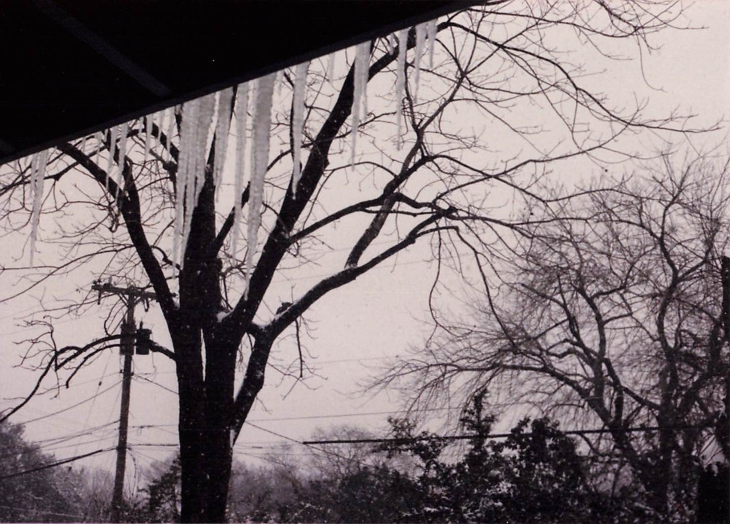 Winter Icicles Trees 1970s Snapshot Photograph Snowy Scene Vernacular