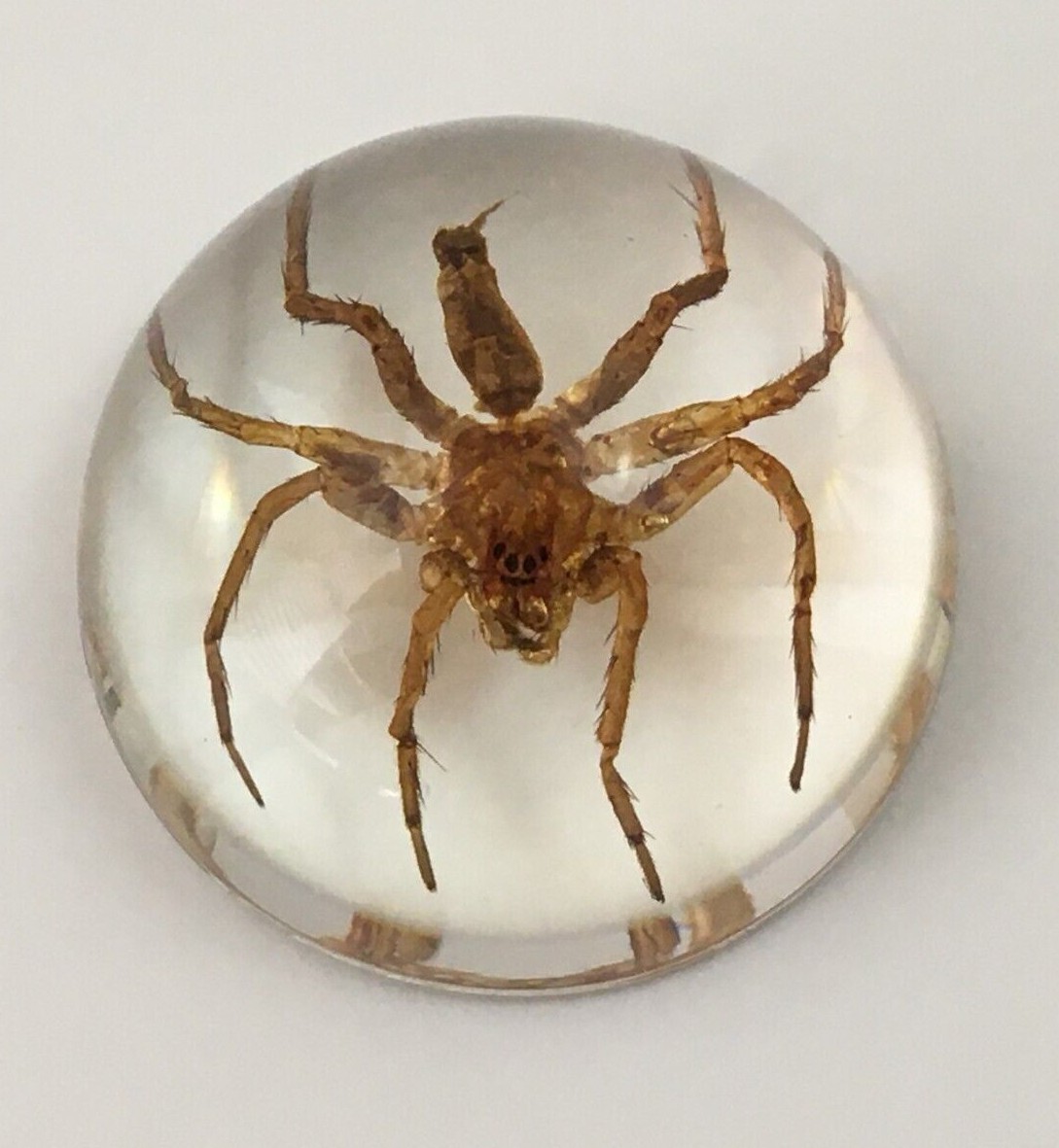Spider in Resin Real Water Spider Fossil Taxidermy Specimen Insects
