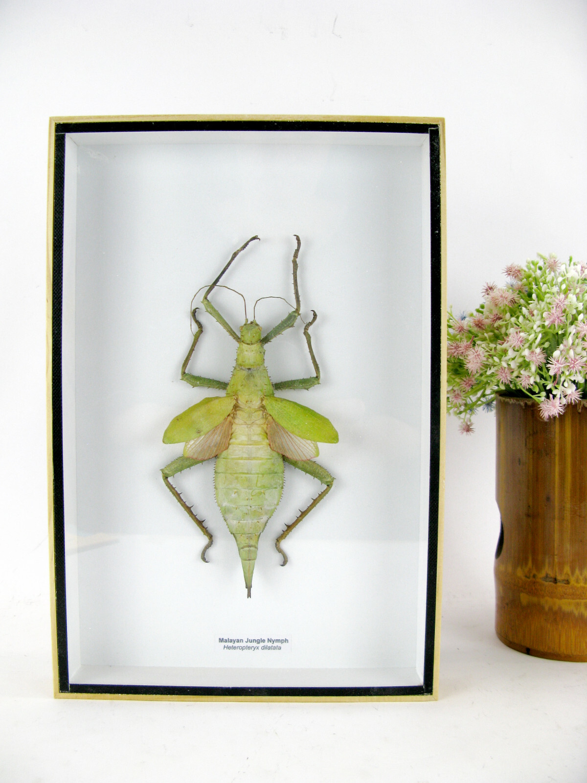 A Real Exotic Insect – Box 3D Display Case – Malayan Jungle Nymph – XXL