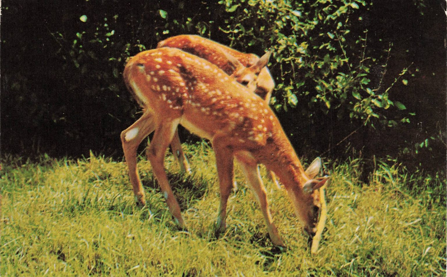 VT Spotted Fawns Feeding Curteichcolor Postcard Vermont Wildlife Deer
