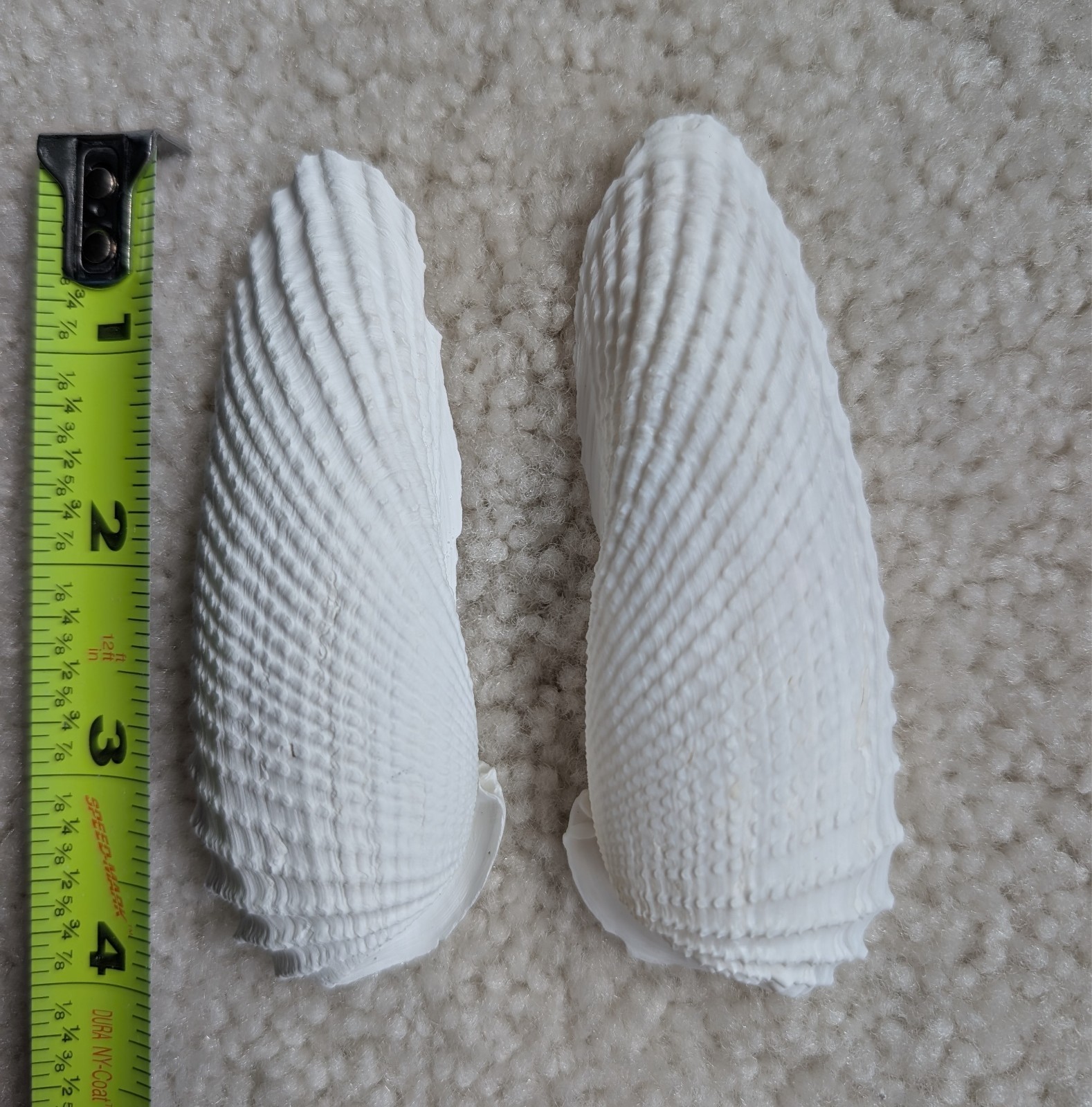 Pair of Angel Wing shells found in Southwest Florida