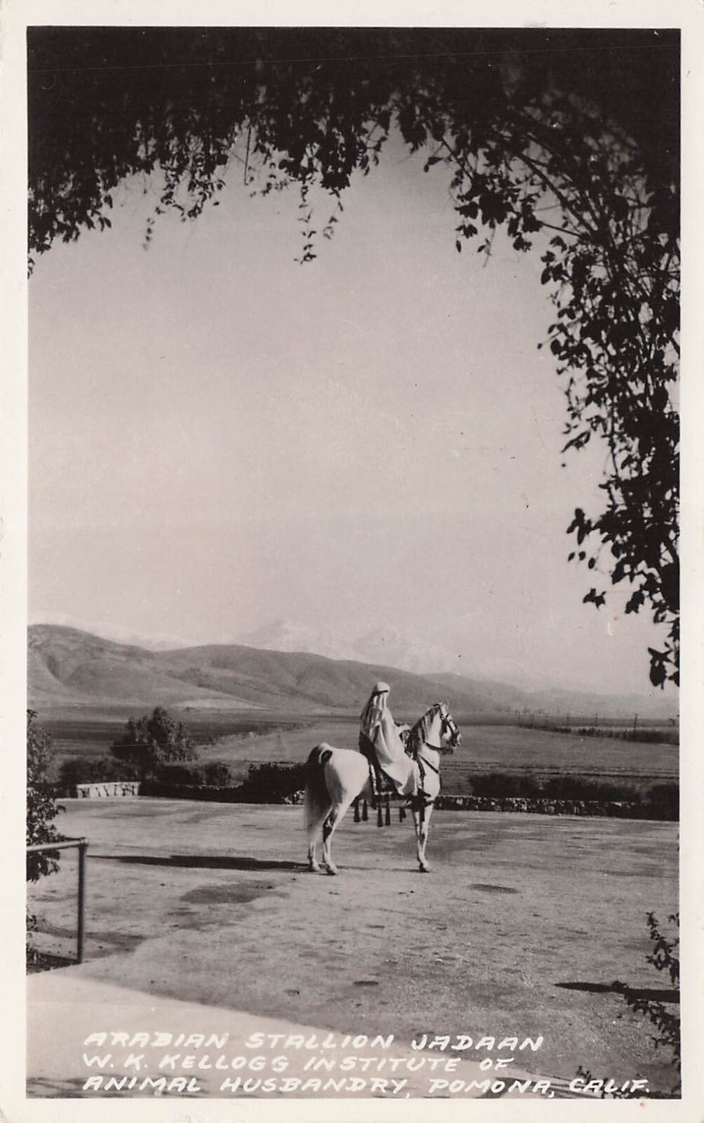 RPPC Pomona California Kellogg Arabian Horse JADAAN Stallion Photo Postcard F44