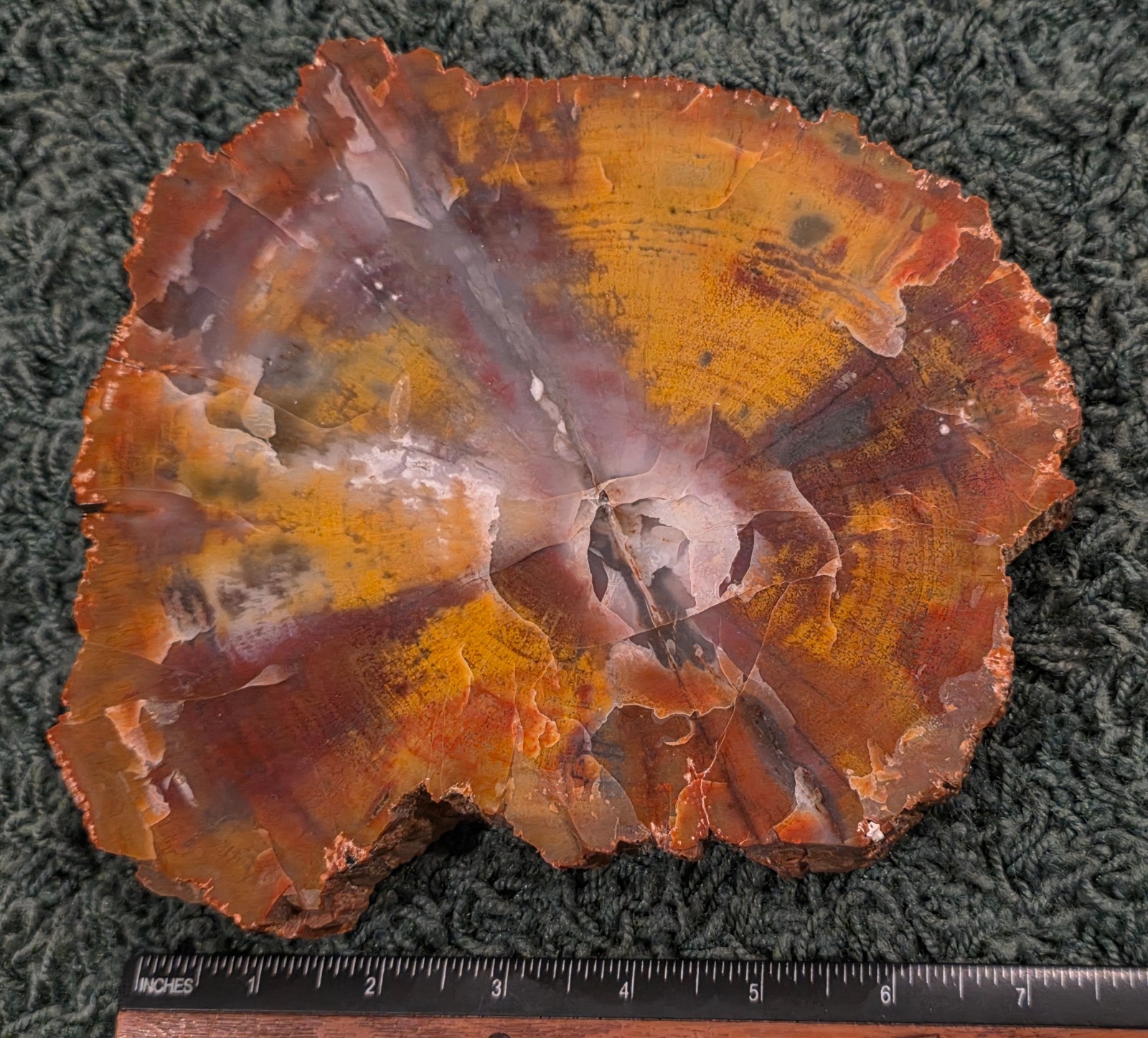 Red, Brown, Purple, Yellow, & White Petrified Wood Slab from AZ? 4.94 LB