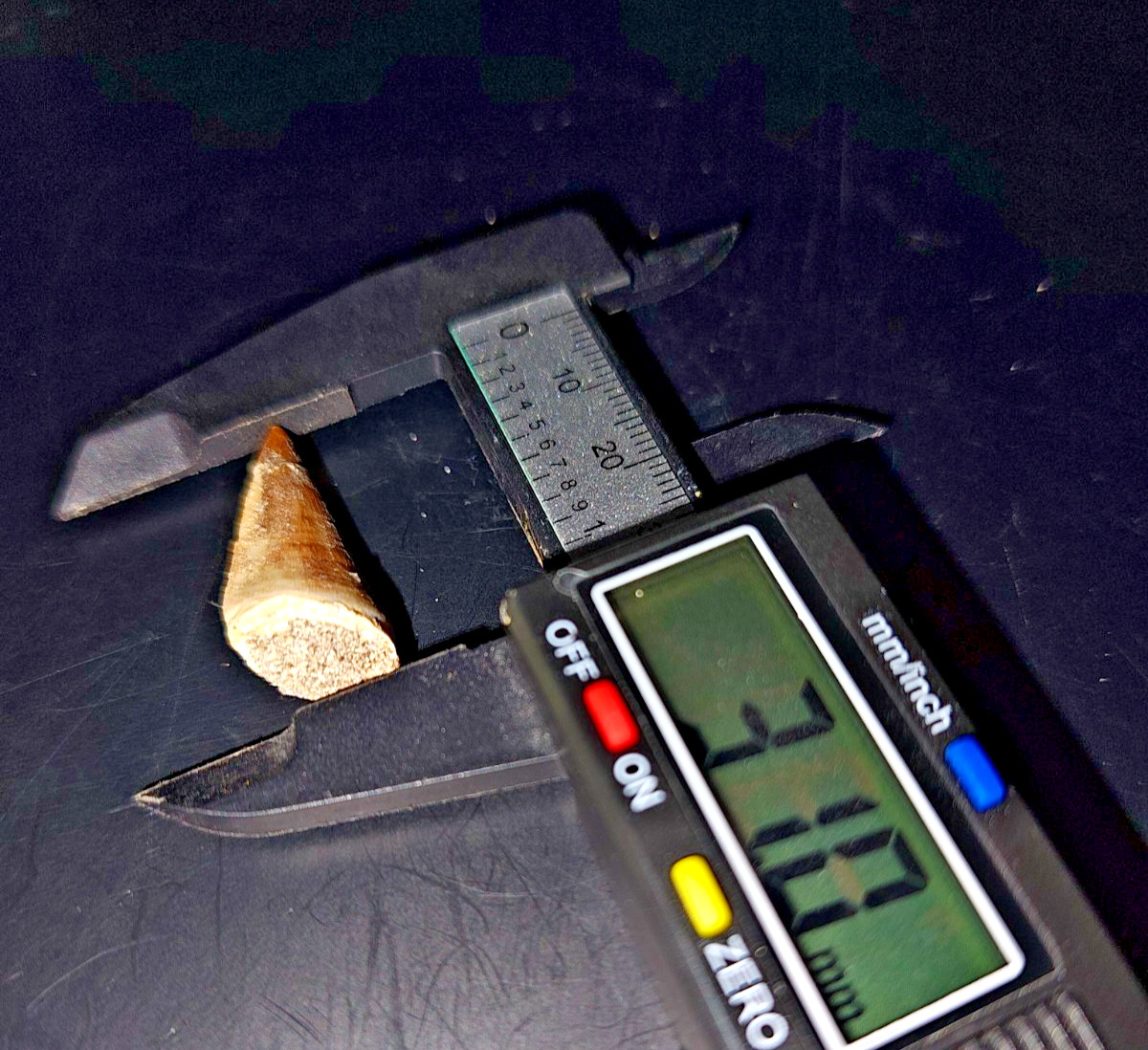 Fossil Mosasaurus Tooth – Extinct Marine Reptile Tooth – Moroccan Fossil – #004