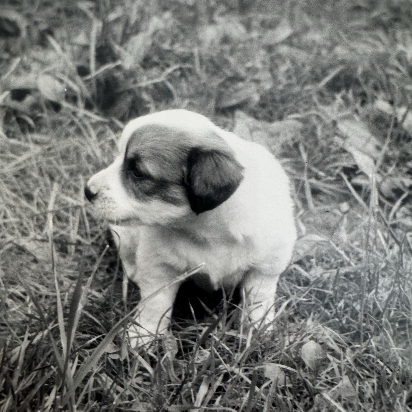 Vintage 1950s Black & White Snapshot Photo Cute Puppy Dog Sitting Down on Grass