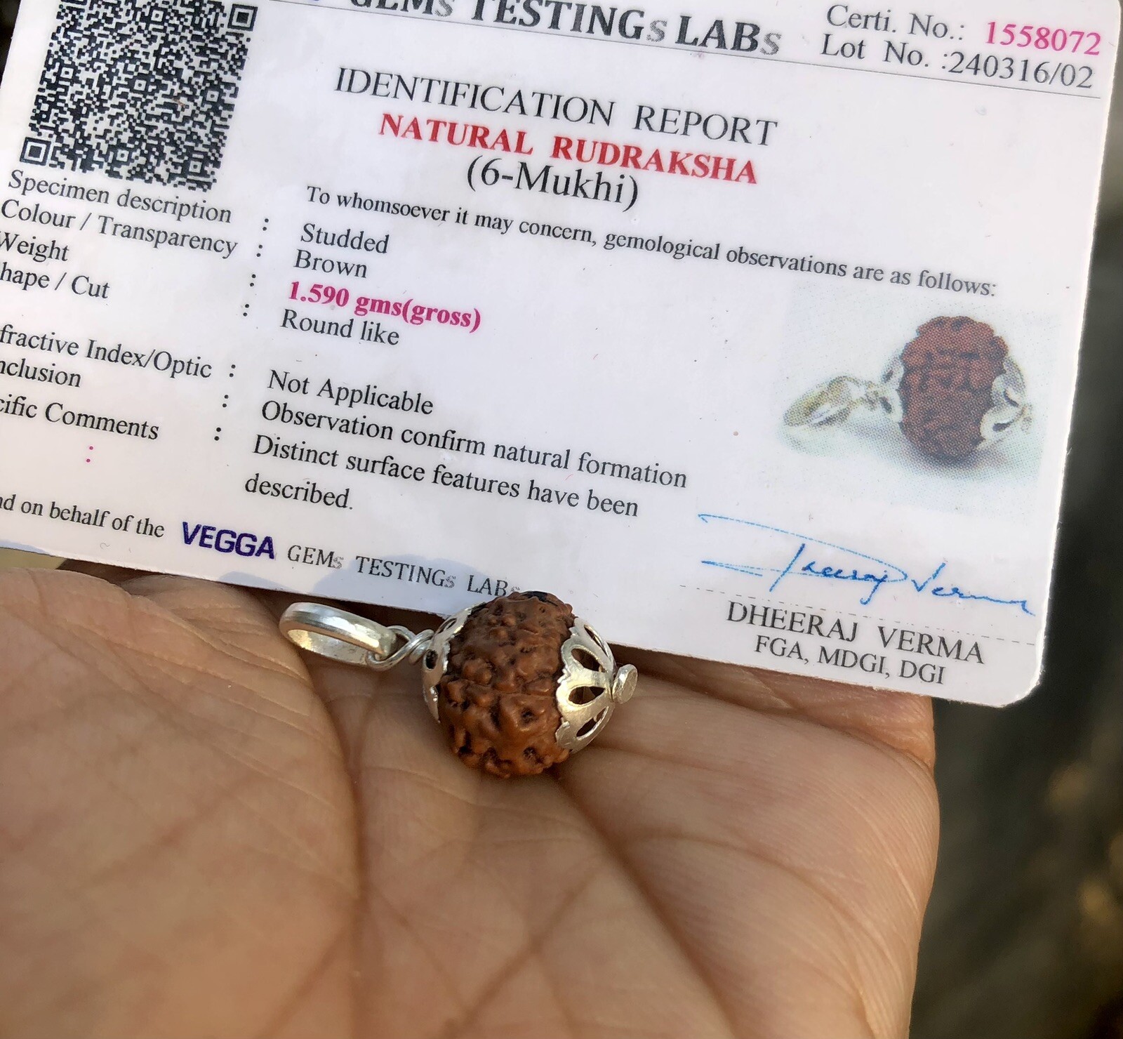 Lab Certified 925 Silver + 6 Mukhi RUDRAKSHA Panchmukhi Rudraksh 6 Face Pendant