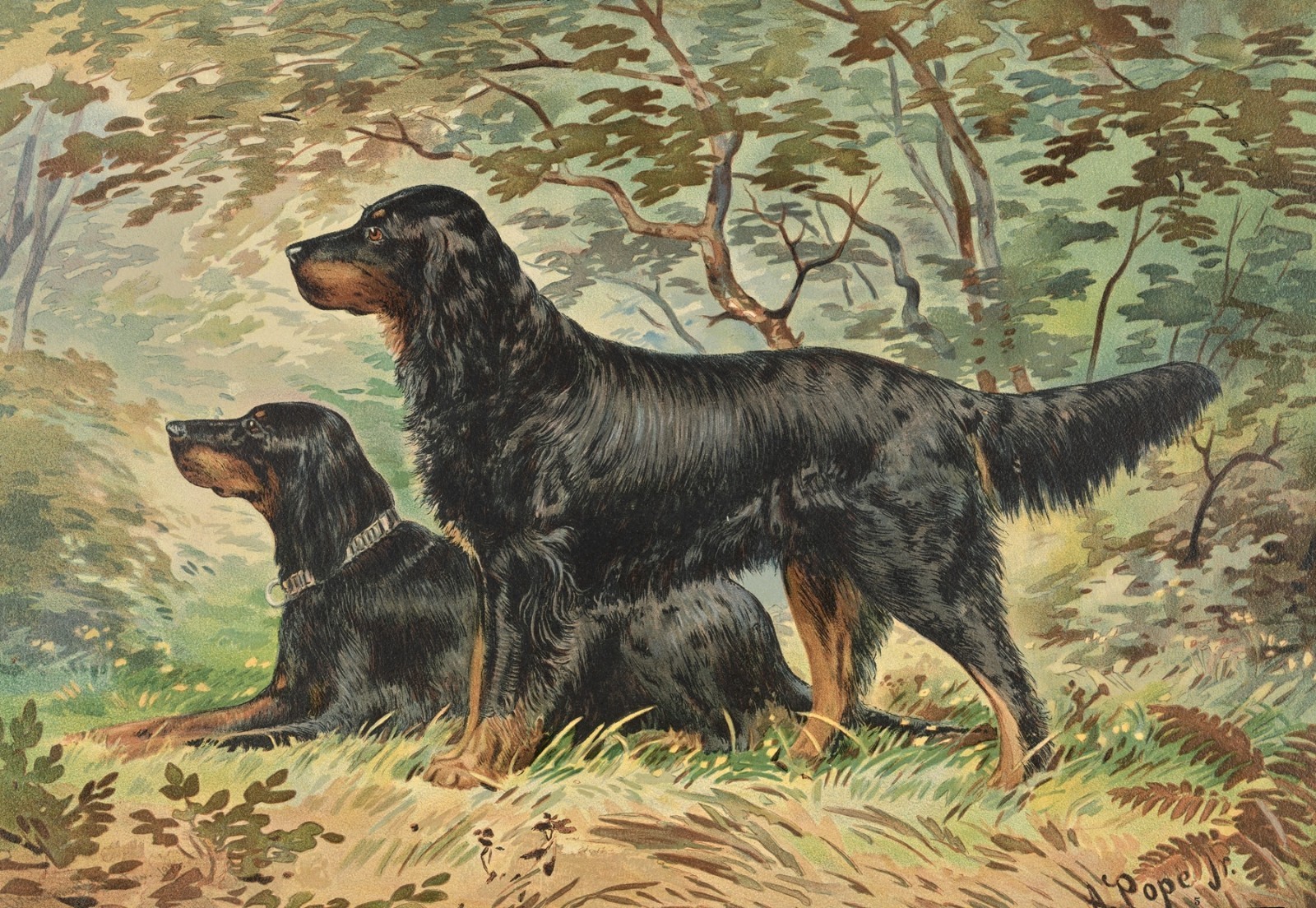 GORDON SETTERS – Dog Art from 1880 – 8.5 x 11 In Print