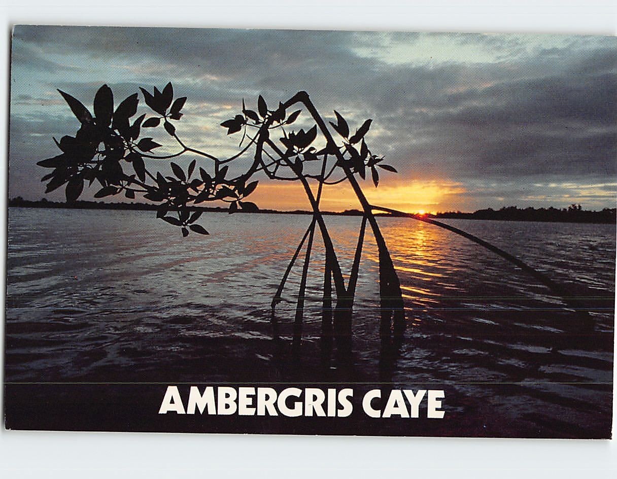 Postcard Sunset Over Mangrove Ambergris Caye Belize