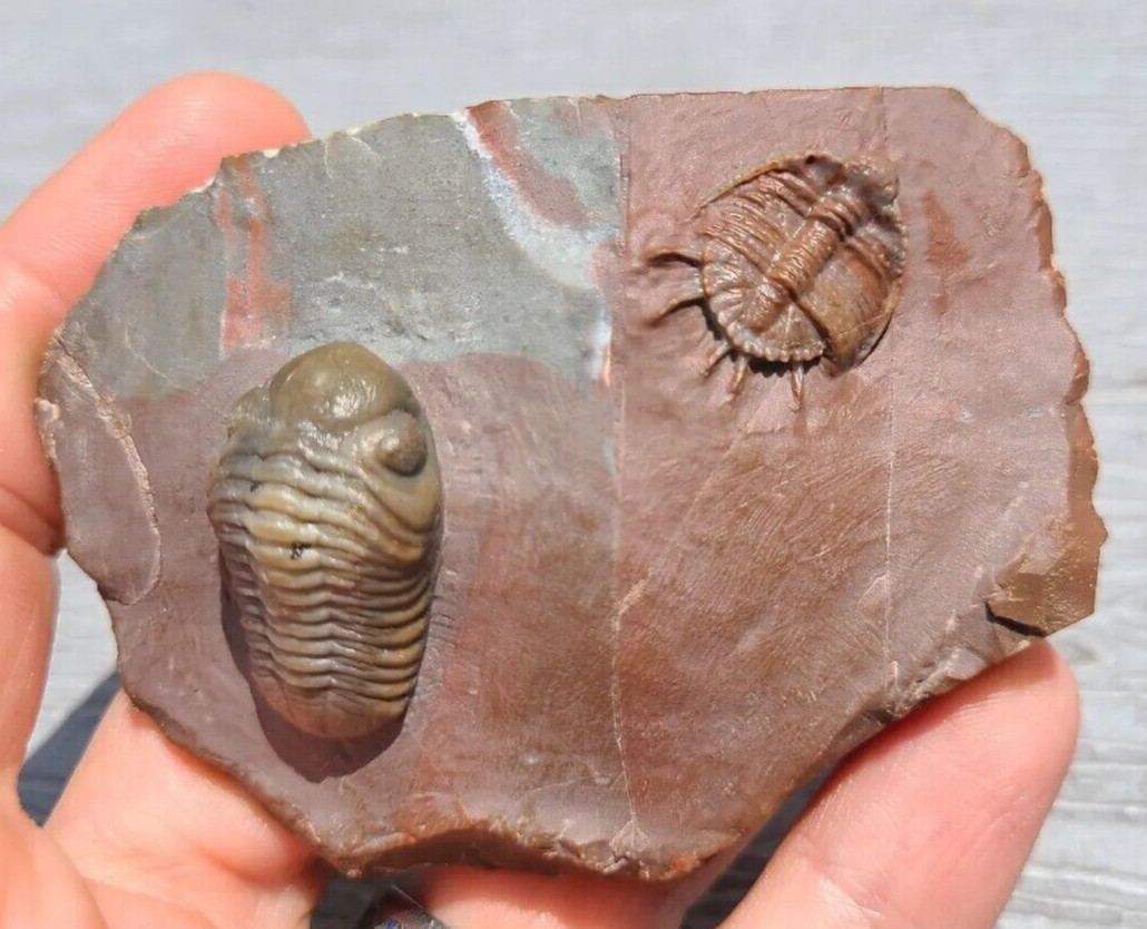 Top prep Basseiarges and Austerops fossil Devonian from Jorf beautiful color