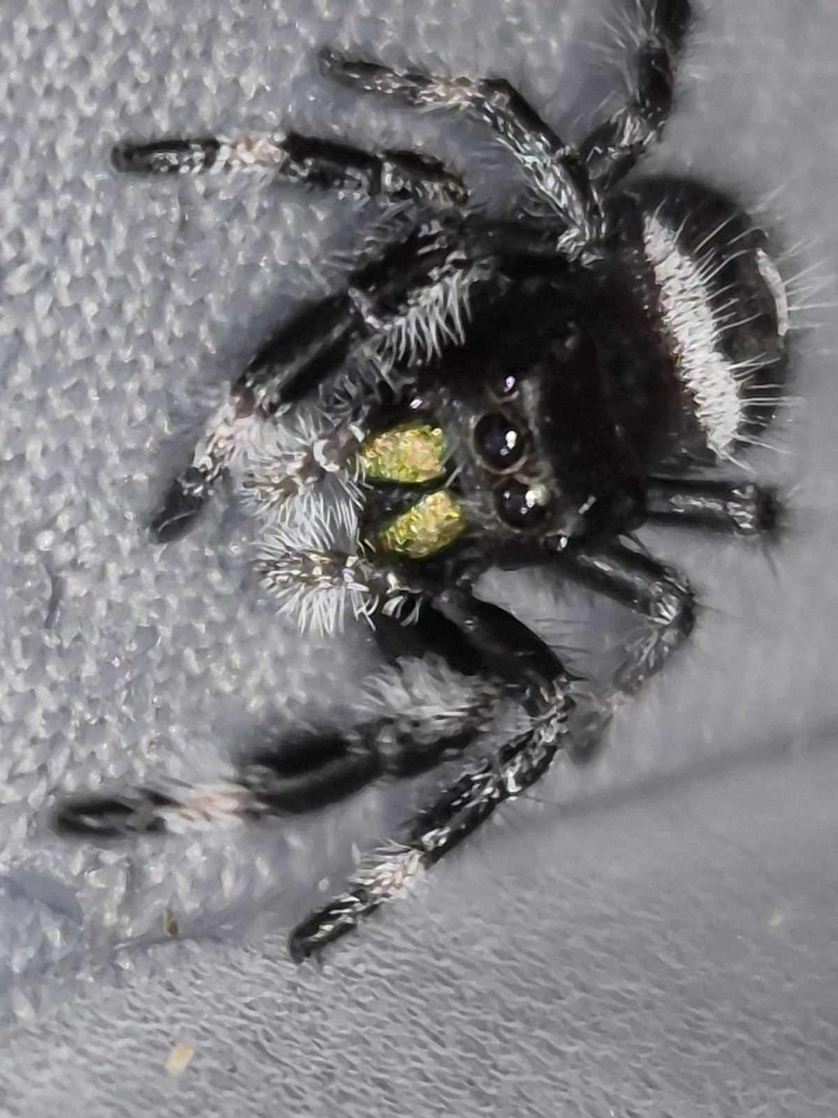 Bryantae-BOLD JUMPING SPIDER