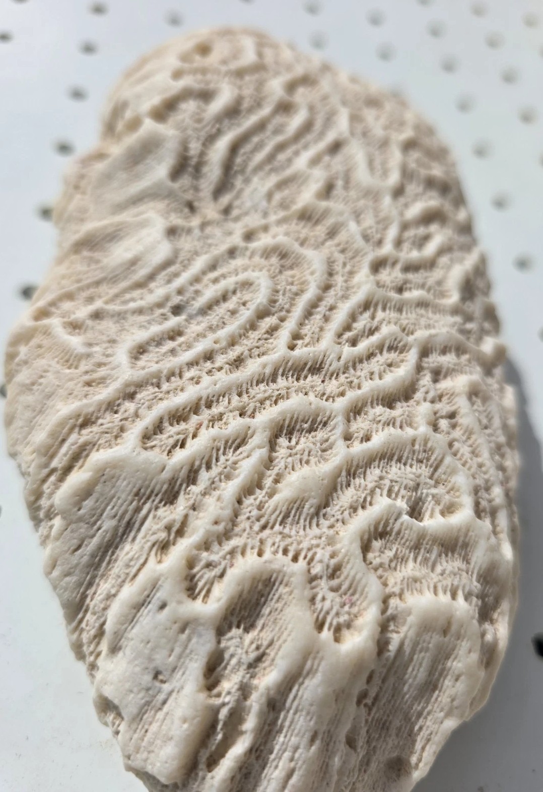 Brain Coral Natural Fossil Aquarium Decor 8×3.5×1 Inches 1 1/2 Lb