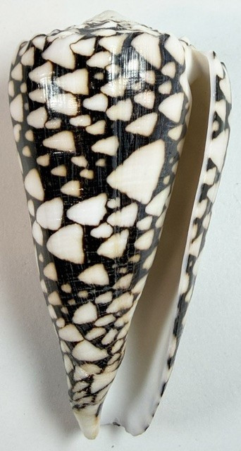 Conus Marmoreus Large Marble Cone Shell 99.3mm Indo Pacfic Specimen