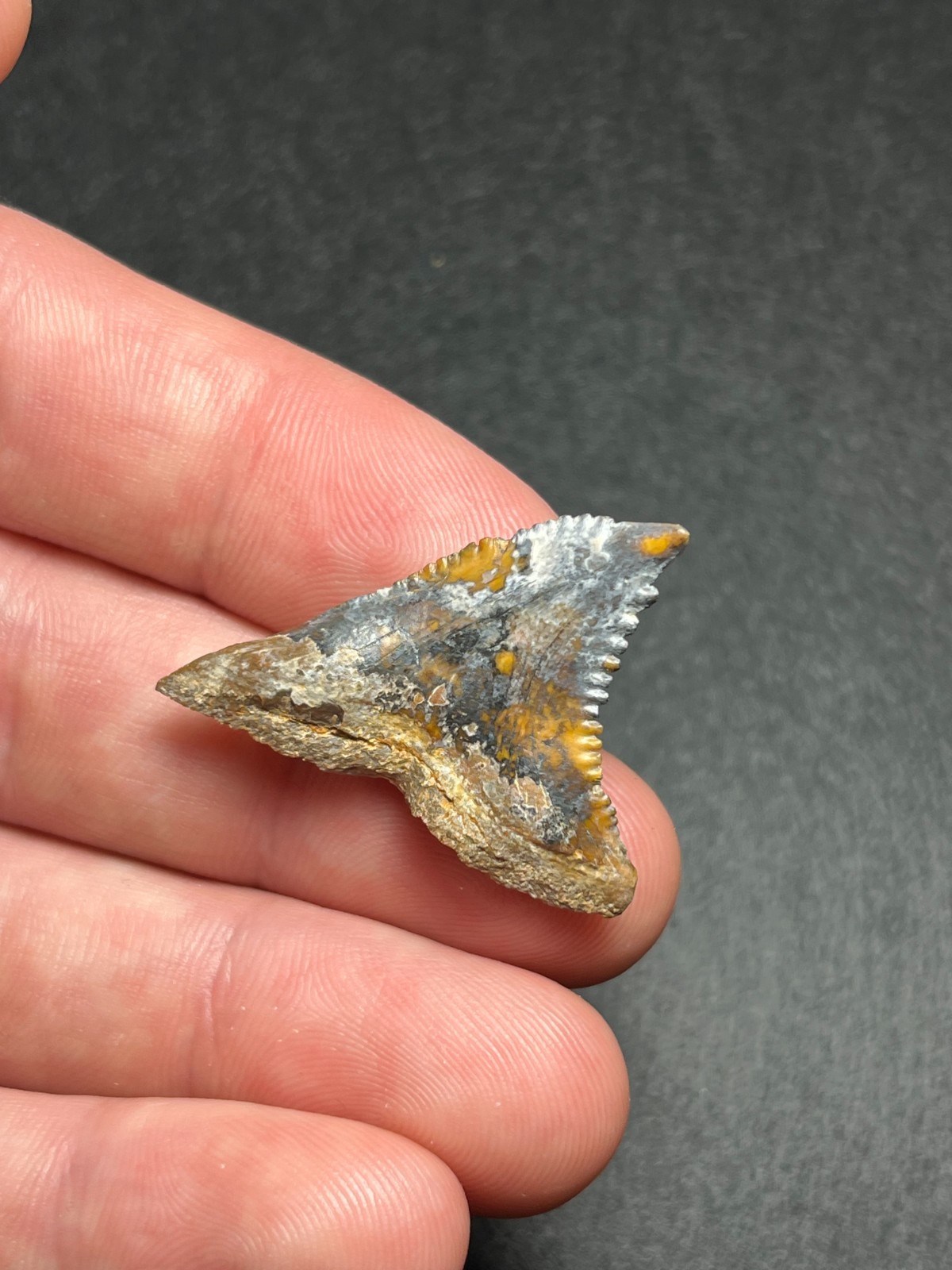 1.39″ Rare Multicolored Lightning Large Sized Hemipristis Fossil Shark Tooth SC
