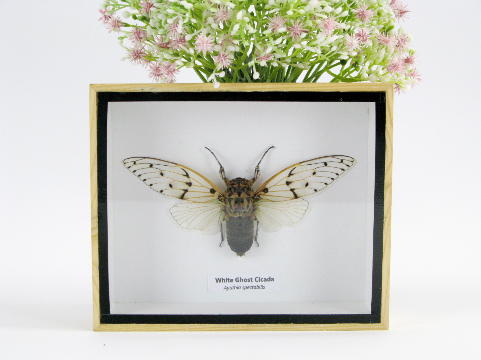 Ein echtes exotisches Insekt – Box 3D Schaukasten – Cicade – White Ghost Cicada