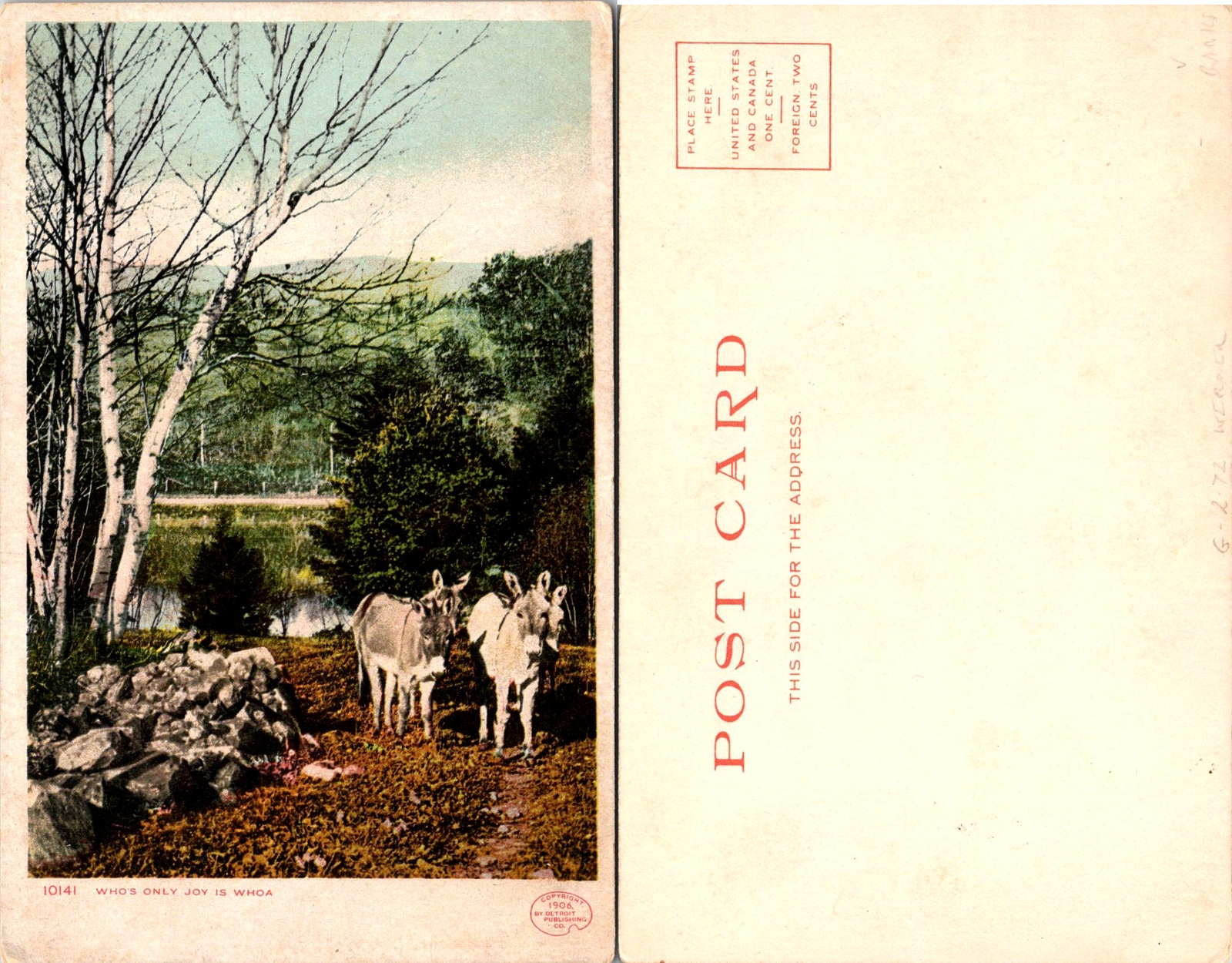 FOUR GREY AND WHITE MULES IN THE FOREST Postcard i555