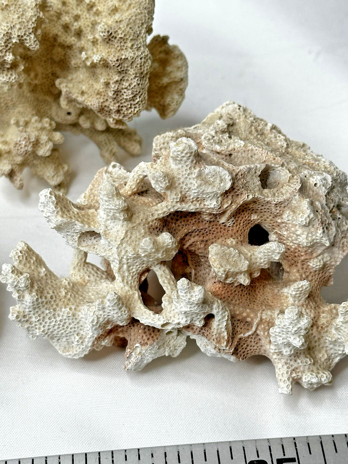 7 Pc Natural Coral Skeleton Collection Estate Coastal Nautical Reef Decor Lot