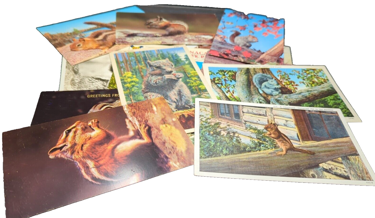 Lot Of 16 Squirrel Chipmunk Prairie Dog Antique & Vintage Postcards See Photos