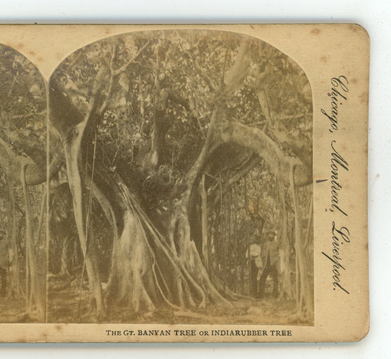 Great Banyan Tree or India Rubber Tree American Floral Genre Stereoview