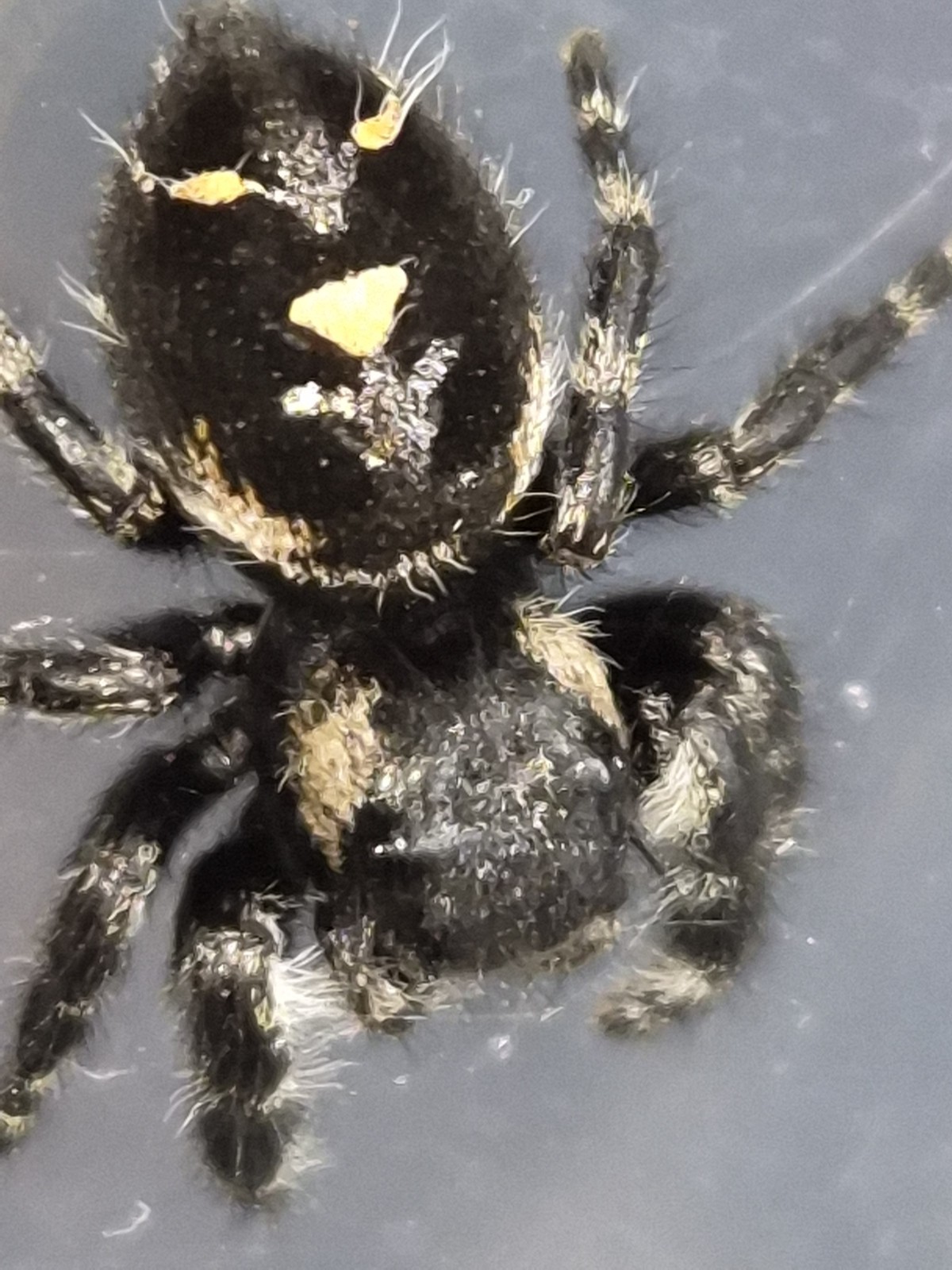 Bryantae-BOLD JUMPING SPIDER