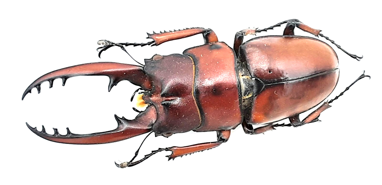 Lucanidae, Prosopocoilus astacoides dubernardi, A1, 60mm, XL, Yunnan, #LP556