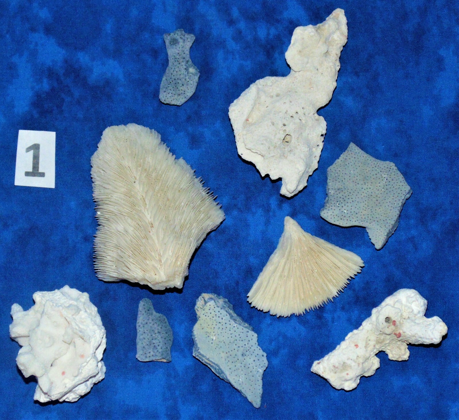 1/2 POUND BROKEN REAL CORAL PIECES MIX 1/2″ to 5″ DECOR CRAFT REEF