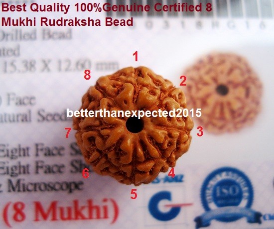 Lab Certified 8 Mukhi Rudraksha / Eight Face Rudraksh Java Bead–16-18 mm