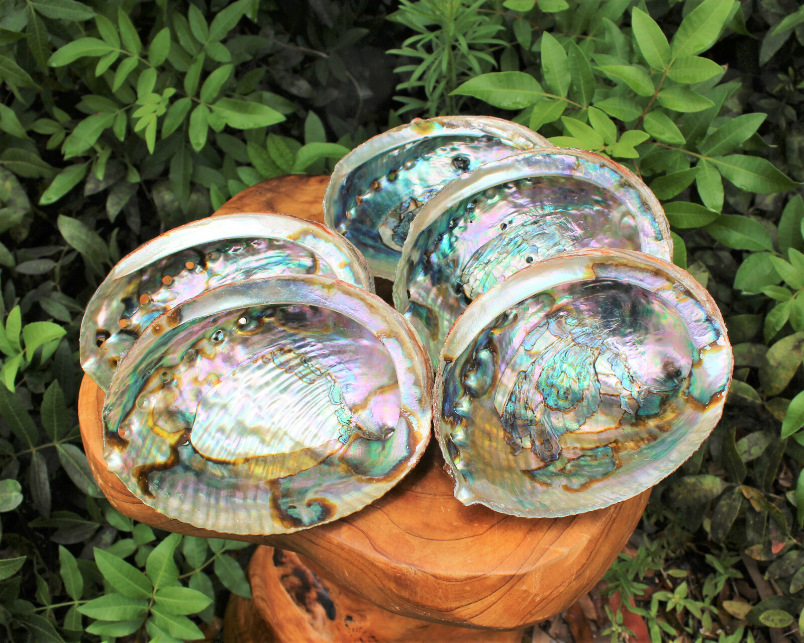 Large Abalone Shell 5-6″: Smudging Burning Sage Sticks Display Sea Shell